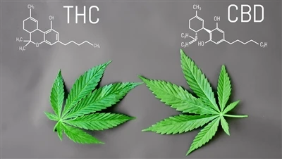 CBD এর সাথে THC এর মধ্যে পার্থক্য কি?