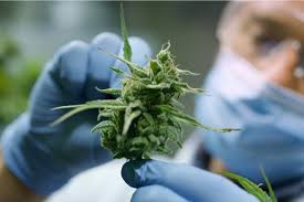 কিভাবে CBD কুলিং পেশী জেল ব্যবহার করবেন