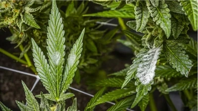 কিভাবে মানসম্পন্ন CBD পণ্য খুঁজে বের করবেন