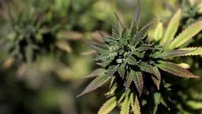 Endocannabinoid সিস্টেম কি? (ECS)